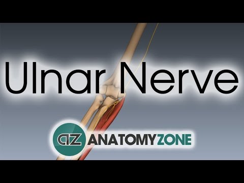 Ulnar Nerve 