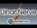 Ulnar Nerve | 3D Anatomy Tutorial