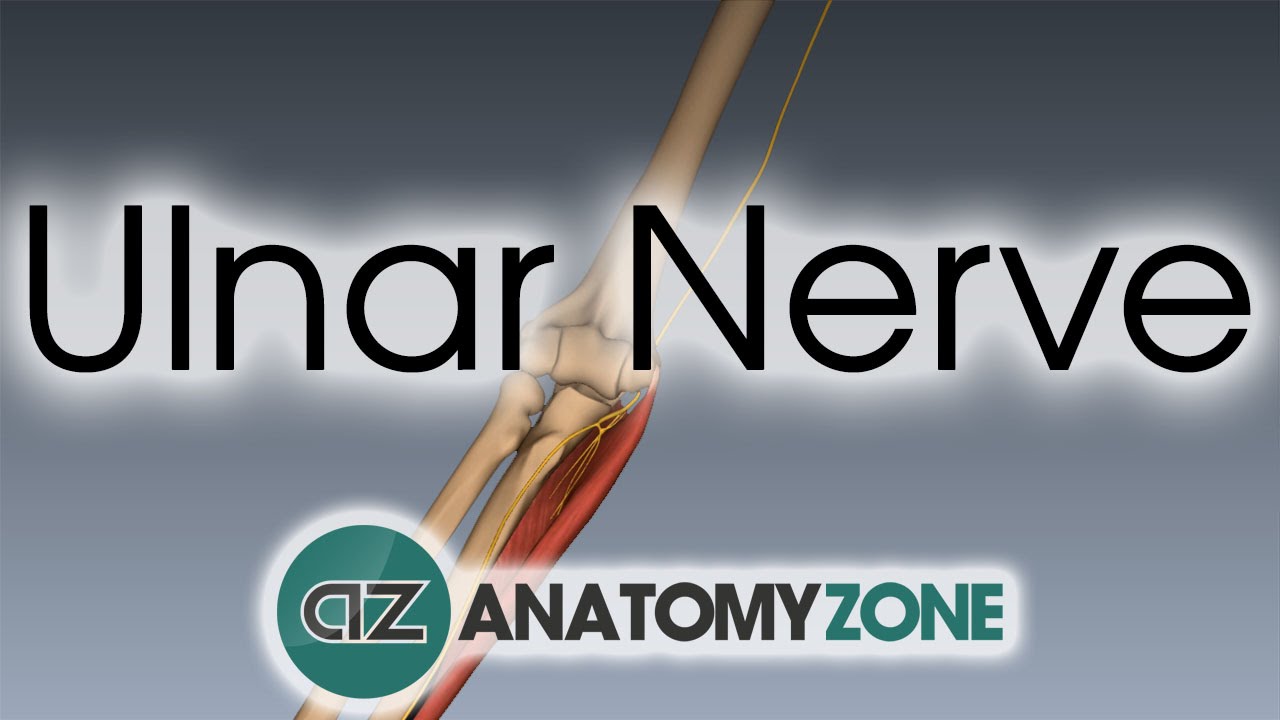 Ulnar Nerve | 3D Anatomy Tutorial