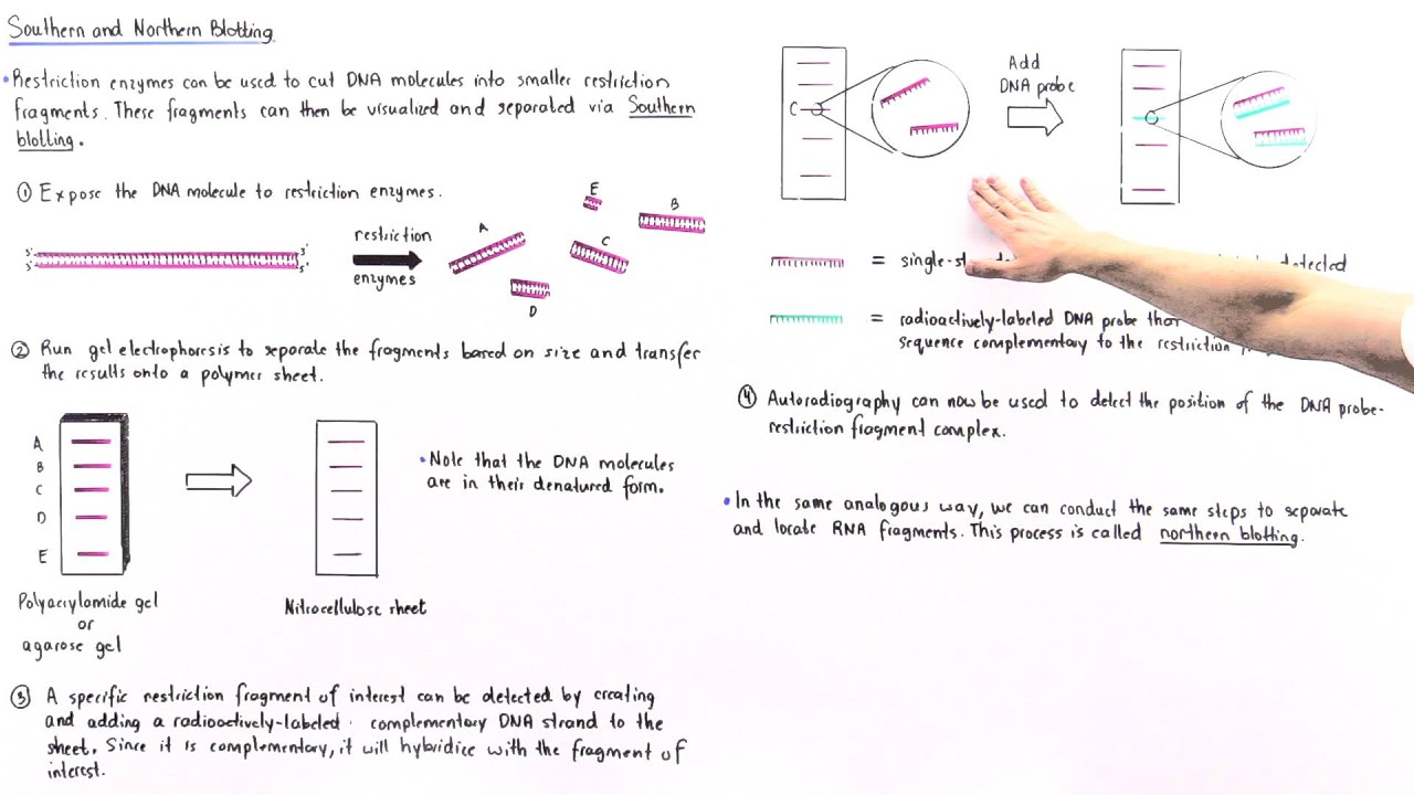 Southern and Northern Blotting