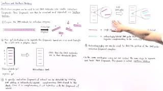 Southern and Northern Blotting
