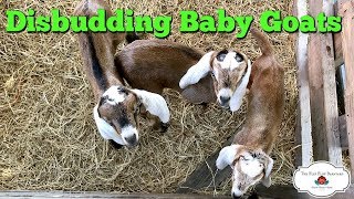 Disbudding Baby Goats