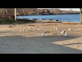 Seagulls There Is A Ranking Rule For Getting The Bread Wait For Your Term Or Get Bites