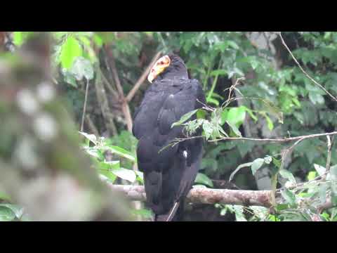 Cathartes melambrotus Greater Yellow-headed Vulture forest