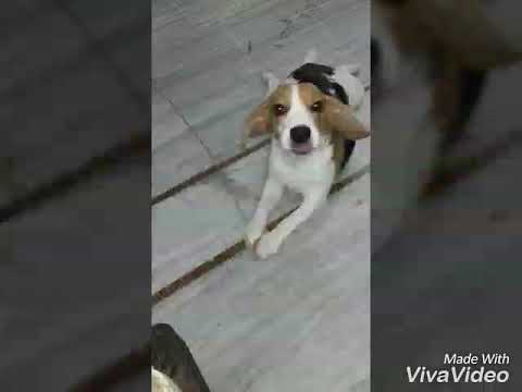 YANA AND HER CUTE DOG