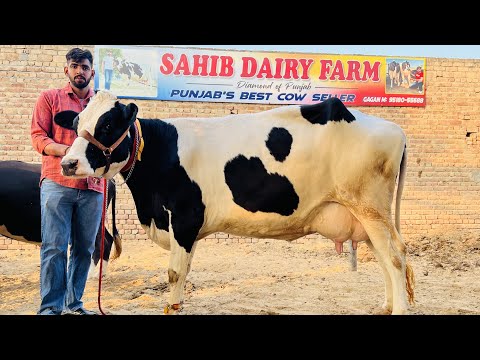 50 Liter milk per day | Modern Dairy Farm with 5 Star⭐️⭐️⭐️⭐️⭐️hfcows for sale