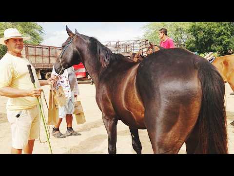 FEIRA DE CAVALOS EM ALTINHO-PE   25-04-2026  #nordeste