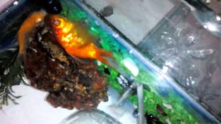 Mis bailarinas;koi corroncho caracoles