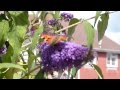 BUTTERFLIES  - Music is 'Calls To Spirit' - Laura Sullivan, filmed in Hailsham, E. Sussex. 13.08.13