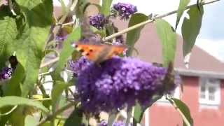 BUTTERFLIES  - Music is 'Calls To Spirit' - Laura Sullivan, filmed in Hailsham, E. Sussex. 13.08.13