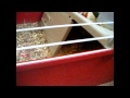 Pets Ep 3 My Guinea Pig S Ant And Dec