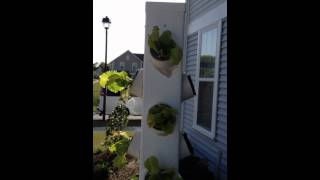 Thumbnail for video: Hydroponic vertical tower and deep water culture gardens DIY