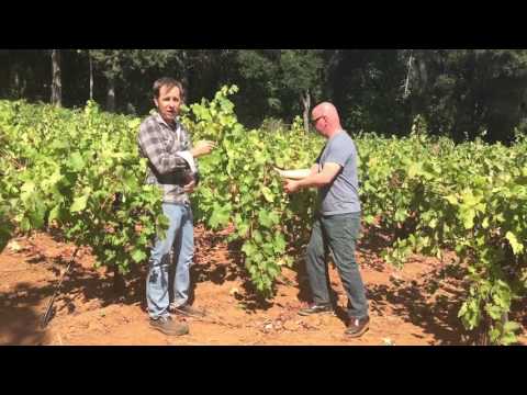 Jigsaw Vineyard Update - Head Training - Harvest 2016