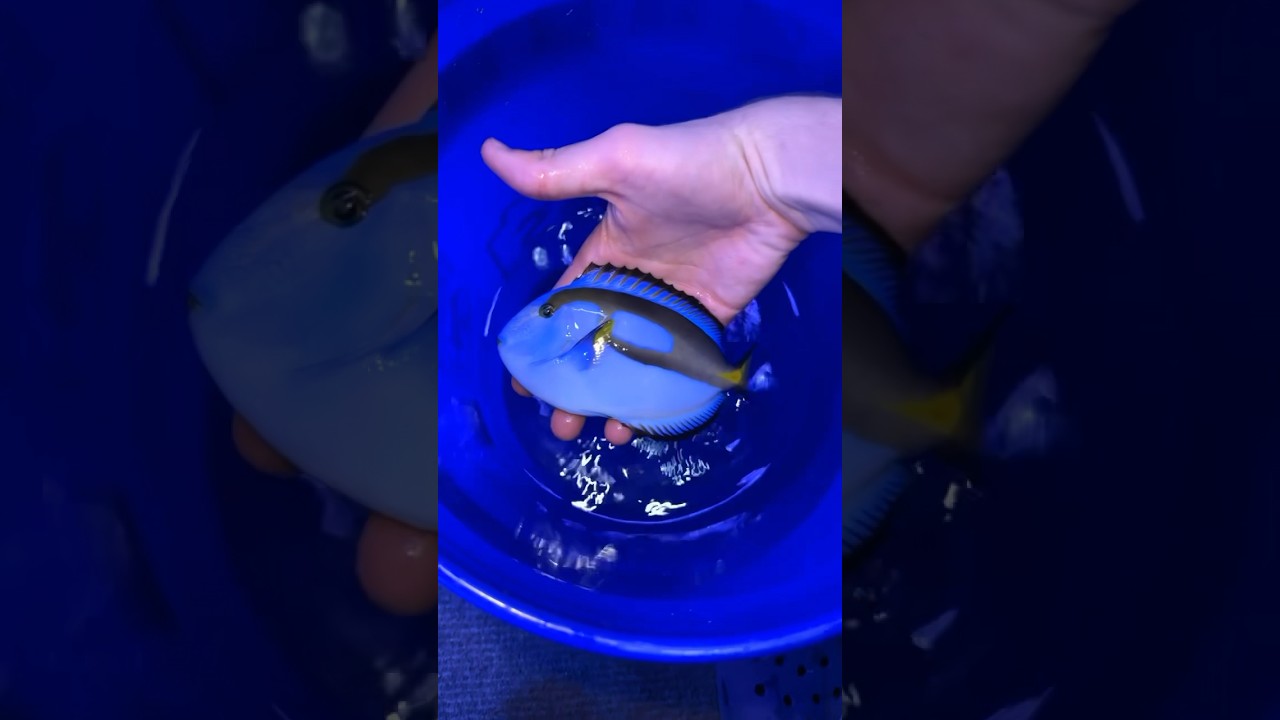 “Just Keep Swimming” - Dory