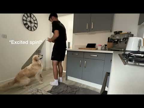 Golden Retriever Eating Breakfast #Dog #Goldenretriever #Puppy
