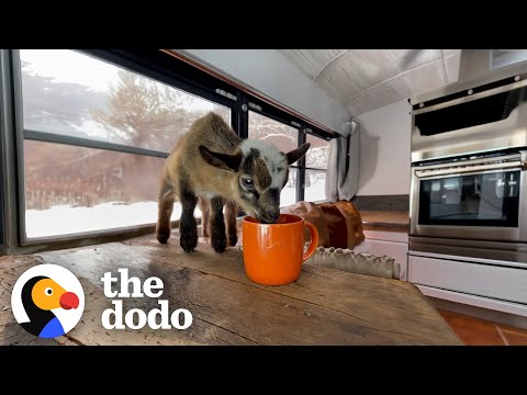 Baby Goat "Beeps" At His Mom Who Saved Him | The Dodo