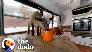 Baby Goat Beeps At His Mom Who Saved Him | The Dodo