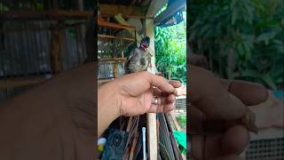 Download lagu #burung #kutilang dada hitam #birds langka mp3 Download lagu #burung #kutilang dada hitam #birds langka mp3