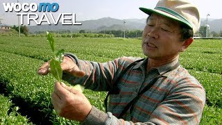 Kyuchu - Wo Japans grüner Tee wächst (360° - GEO Reportage)