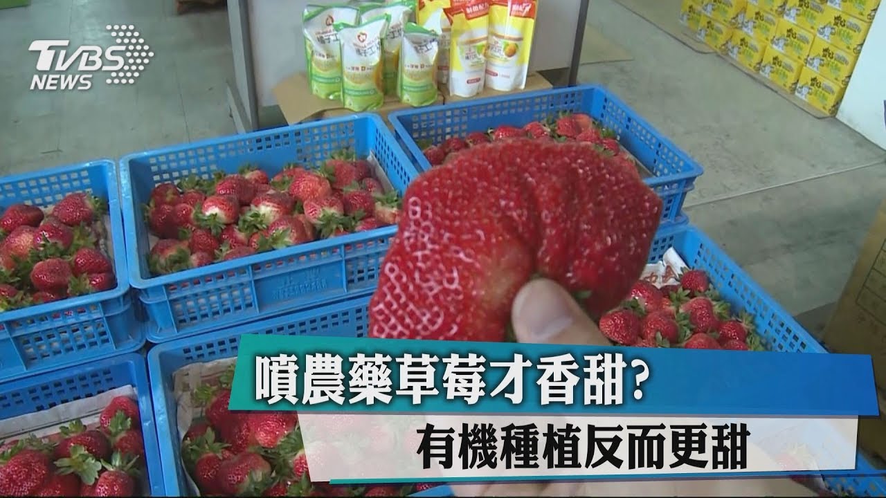 噴農藥草莓才香甜? 這樣種反而更甜