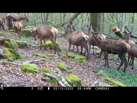Large herd of red deer hinds and one young stag retracing their steps