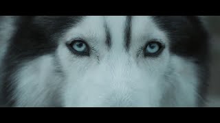 Hardwell feat. Jonathan Mendelsohn - Echo (Official Music Video)