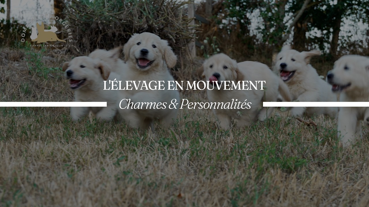 Vidéo : Charmes et Personnalités — chiots Golden Retriever en Mayenne