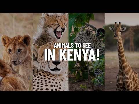 15 Animals to Look for on Safari in Kenya!