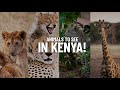 15 Animals To Look For On Safari In Kenya