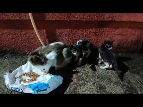 CAT FEEDING VIDEO With Baby kittens 🐱#Cat reel #Cat feeders  #Subscribe to Feedthestrays123shabeena🔔