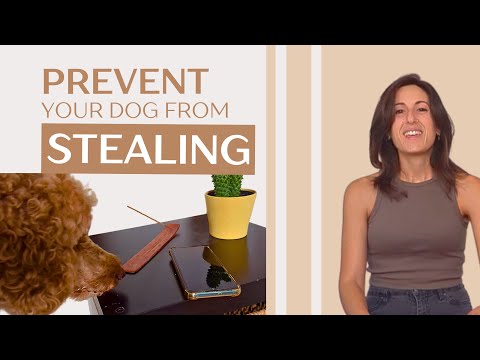 4 Easy Tips To Stop Your Dog from Stealing Things