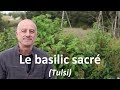 Basilic sacré (tulsi)