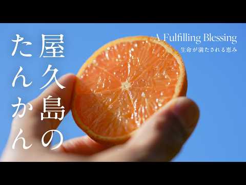 【たんかん】A Fulfilling Blessing 生命が満たされる恵み