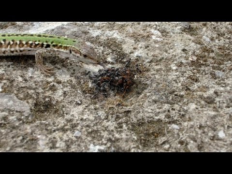 A quello che la donna sogna vermi in un sogno Il dottore diagnostica parassiti