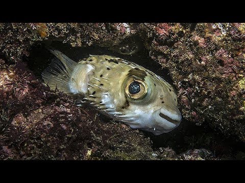 Scuba Diving in Huatulco Mexico | Anfibios +52 (1) 958 587 6154