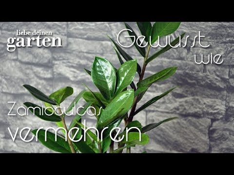 Gewusst wie - #14 Zamioculcas vermehren | Liebe Deinen Garten