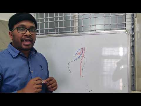 Blood Supply and Fractures of Scaphoid by Dr. Karthik Manchala