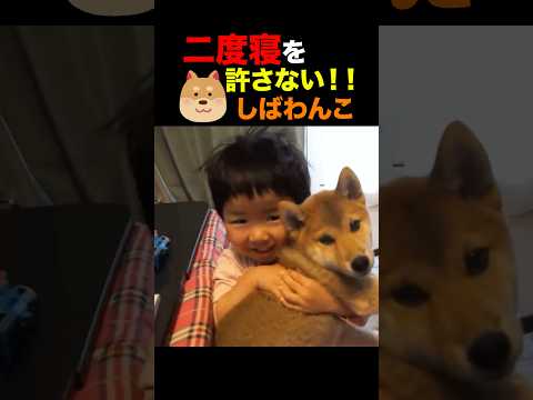 二度寝を許さない‼︎#柴犬 #しばわんこ #しばわんこ #shibainu