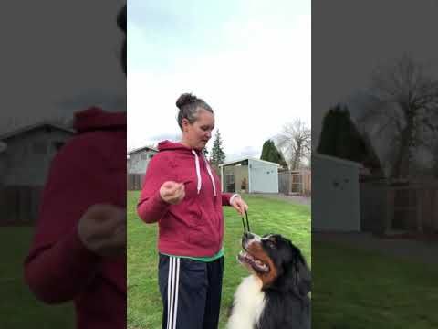 How to teach your dog to stack for the show ring.