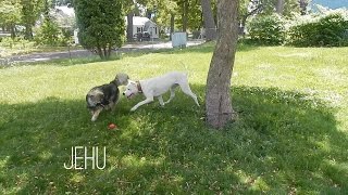 HUEY THE DOGO ARGENTINO SON OF APOLLO