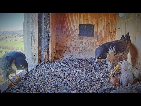 FalconCam Project | The falcon chick will soon be named | Sokolí kuřátko brzy dostane jméno