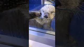 人がだいすきで触ろうとしてくるのがたまらんかった🥹🤍She was too excited 🤍 #birmingham #seaotter #uk #イギリス #バーミンガム #ラッコ