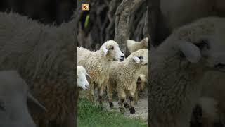 Sheep Sounds (Crisp Grass Ripping and Steady Chewing)