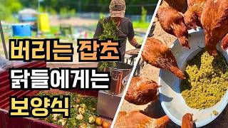 시골 생활의 묘미, 닭들이 대접받는 날! 특별식 메뉴는 무엇일까요?