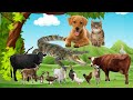 Horse Mating Donkey Donkeys Breeding Animals Mating Compilation 2023