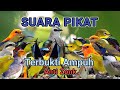 Terbukti Ampuh Suara Pikat Semua Burung Kecil