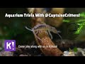 Trivia With Captain S Critters