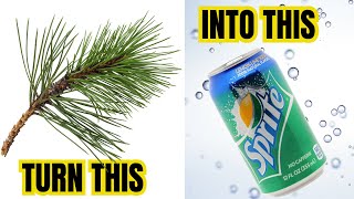 How To Turn A Tree Into A Sprite | PINE NEEDLE SODA