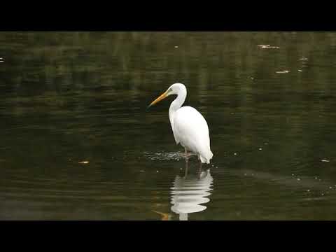 "Nature's Infallible Trick: The Buck Hunting Moment!" Fahima Akter #Nature #BirdWatching #Shorts