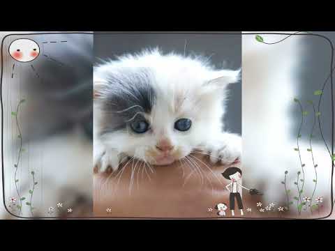mujahid mehar cut cats funny vidio photos